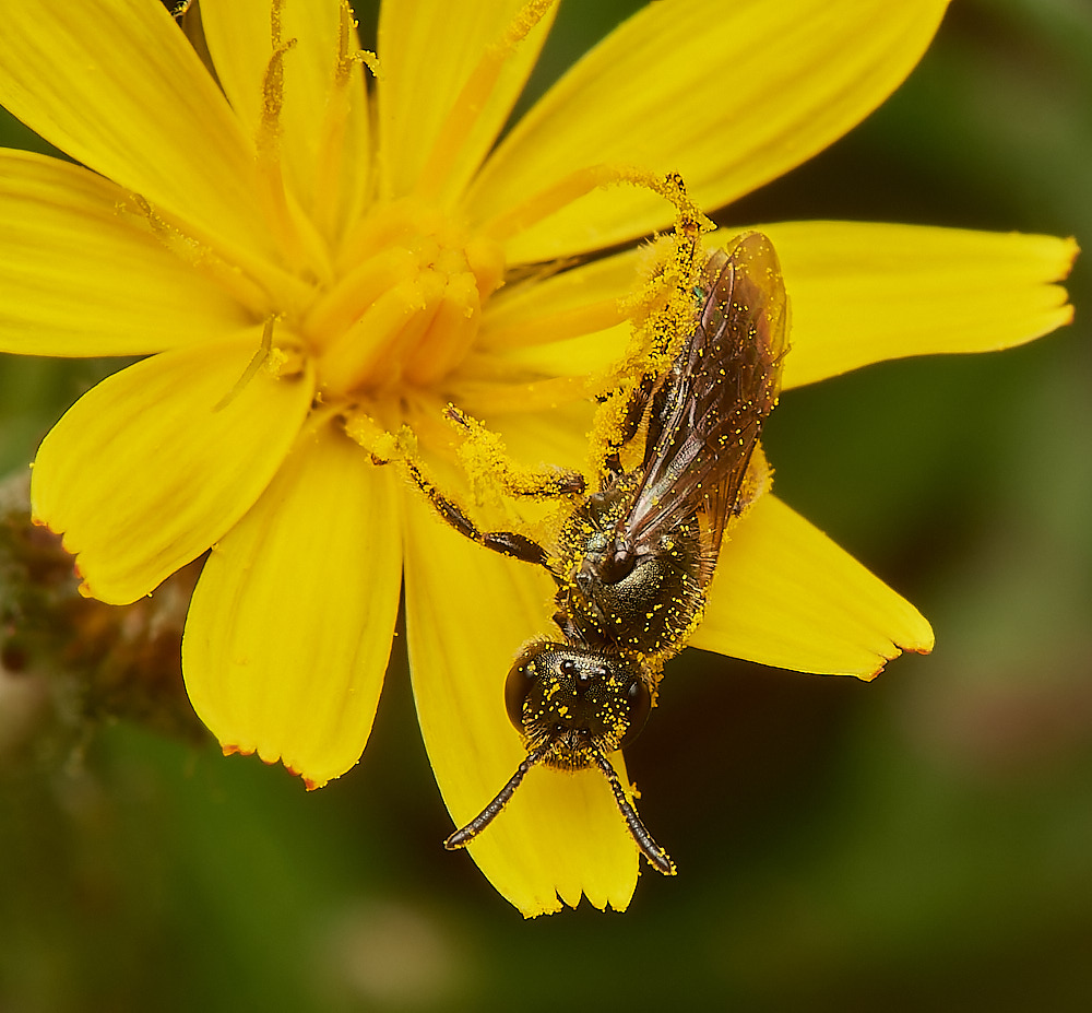 CemeteryLasioglossum280723-2-NEF_DxO_DeepPRIME