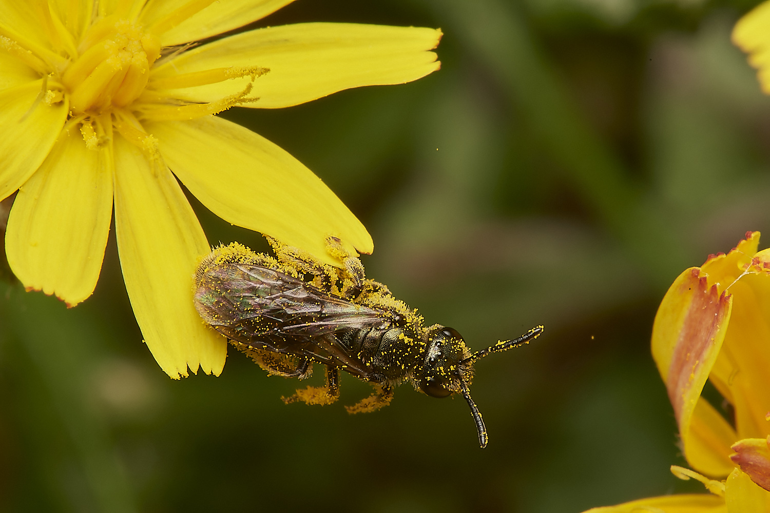 CemeteryLasioglossum280723-3-NEF_DxO_DeepPRIME