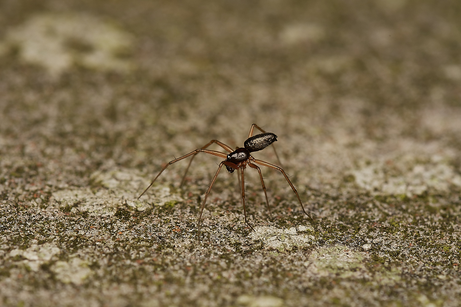 CemeteryMoneySPider280723-1-NEF_DxO_DeepPRIME