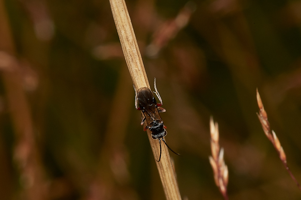 CemeteryWasp280723-3-NEF_DxO_DeepPRIME