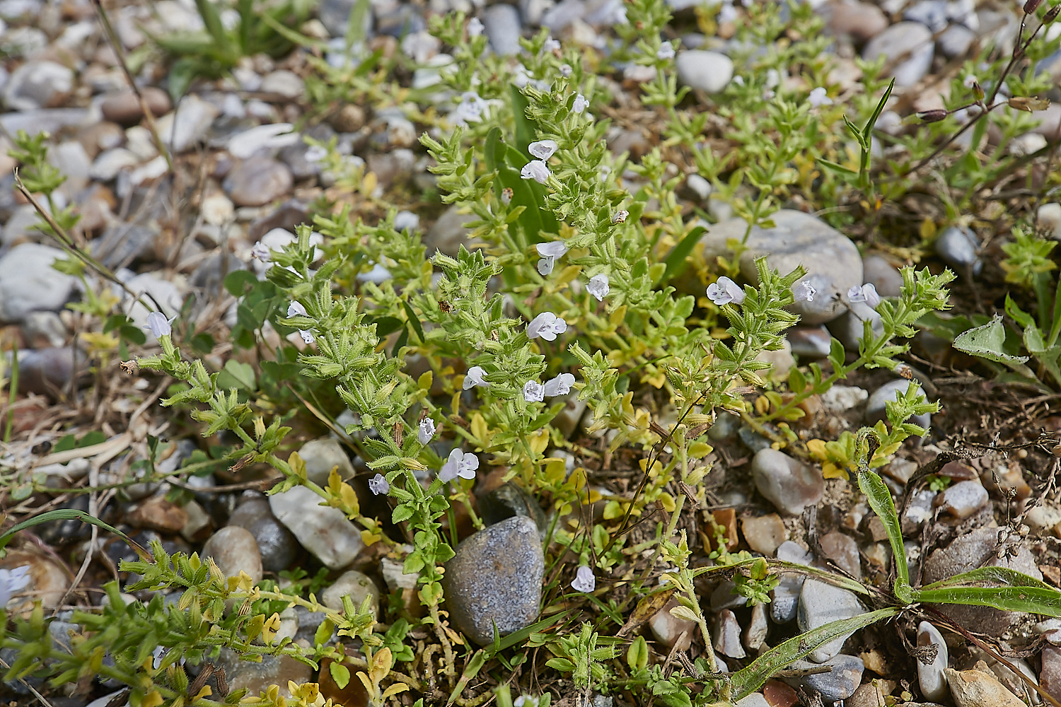 CranwichBasilThyme090823-4-NEF_DxO_DeepPRIME