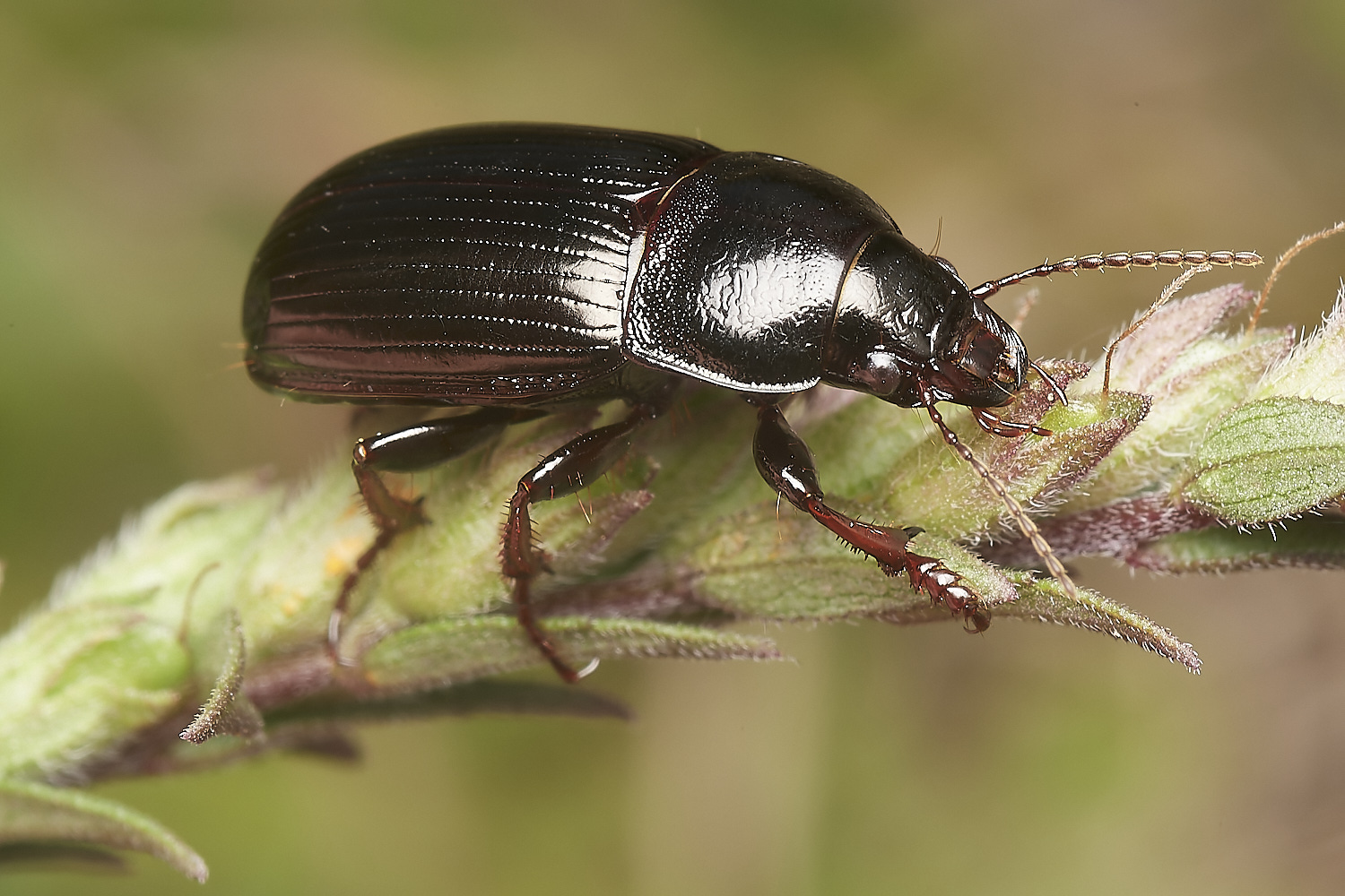 CranwichBeetle090823-1-NEF_DxO_DeepPRIME