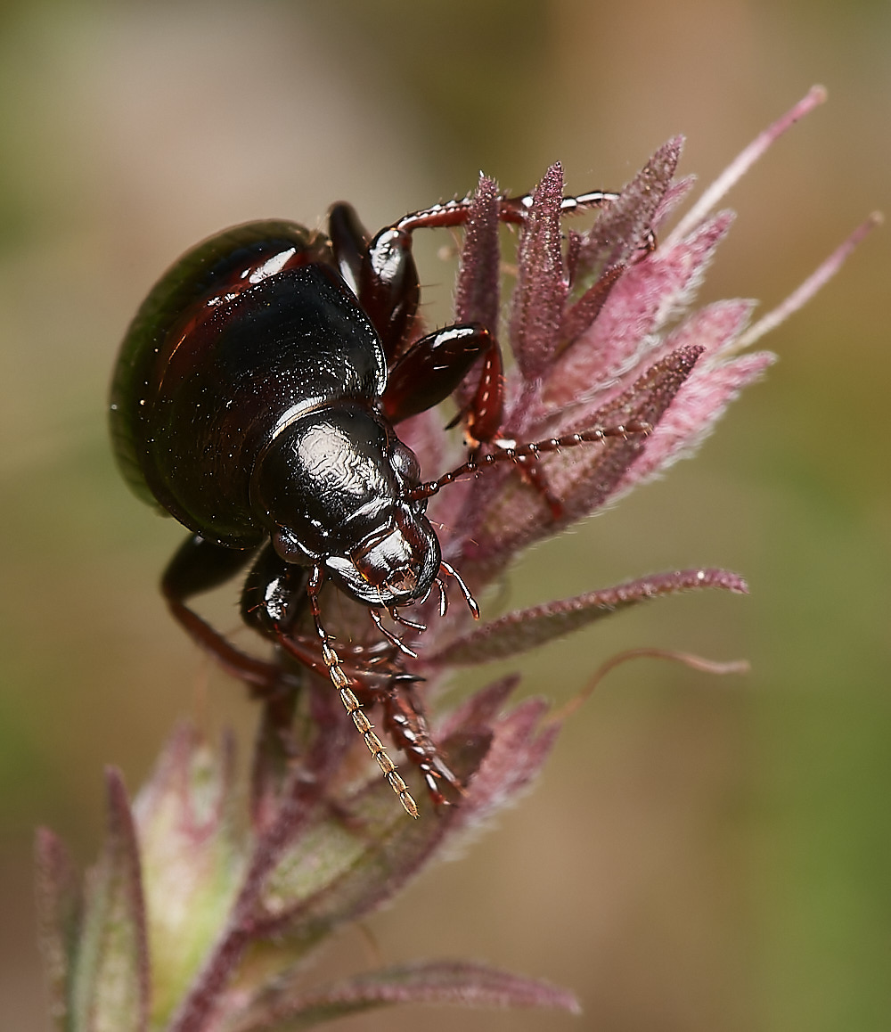 CranwichBeetle090823-2-NEF_DxO_DeepPRIME