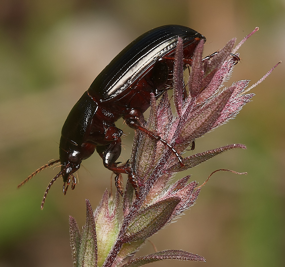 CranwichBeetle090823-4-NEF_DxO_DeepPRIME