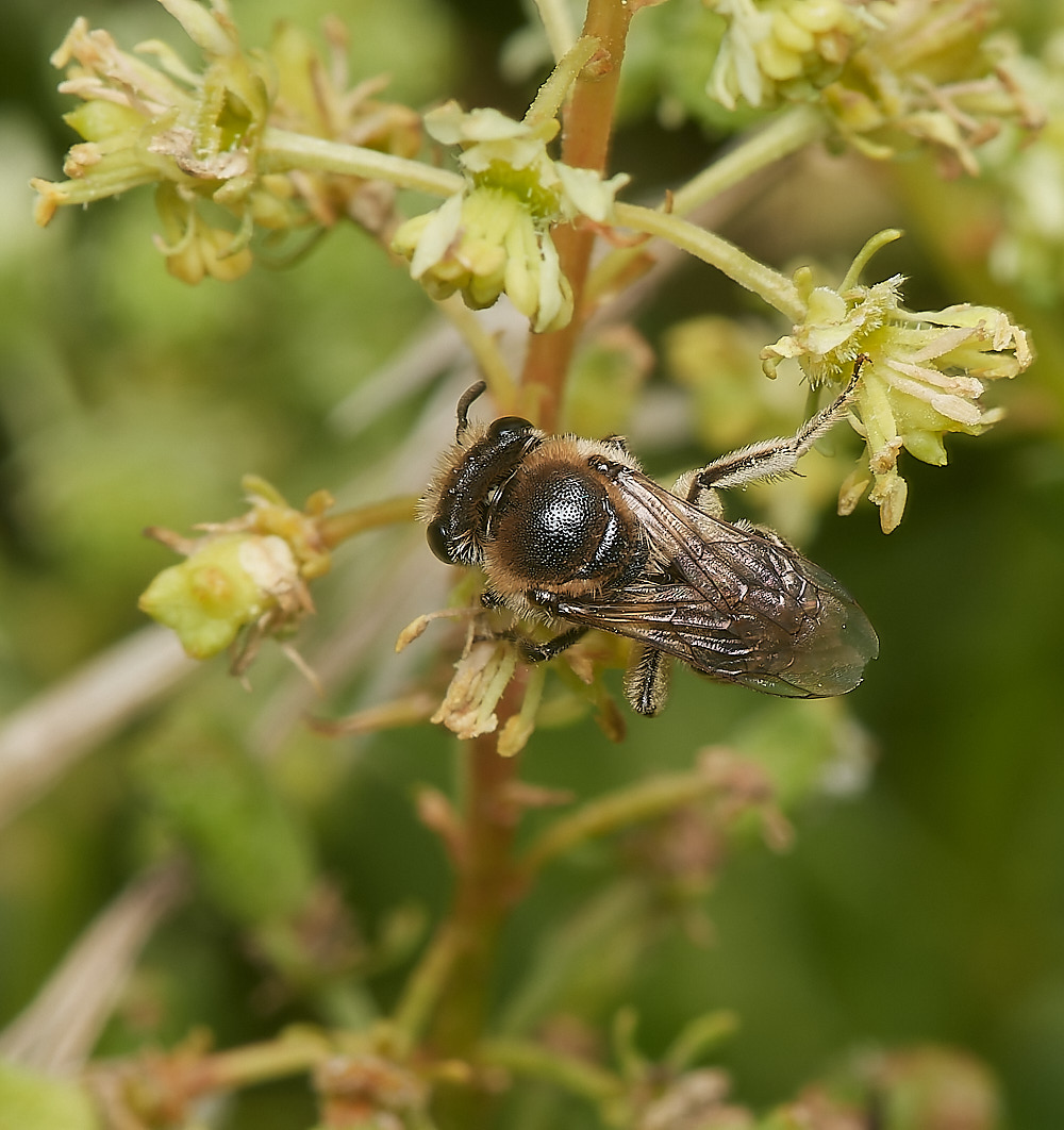 CranwichColletes090823-1-NEF_DxO_DeepPRIME