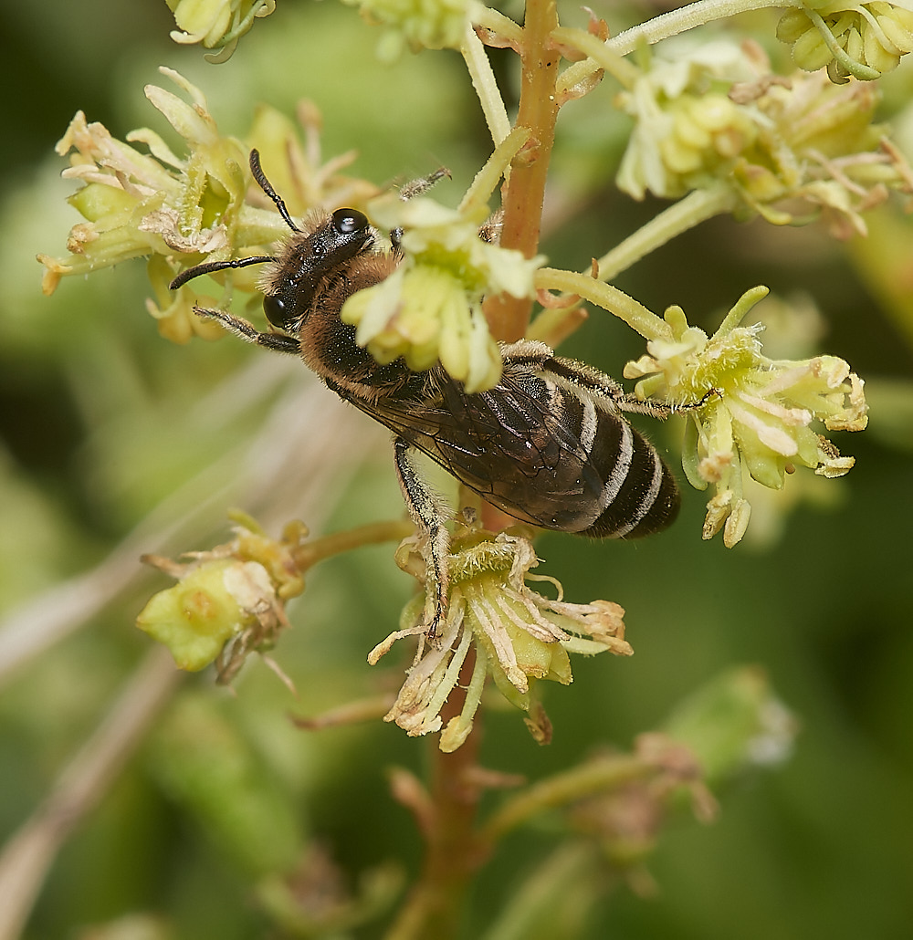 CranwichColletes090823-2-NEF_DxO_DeepPRIME