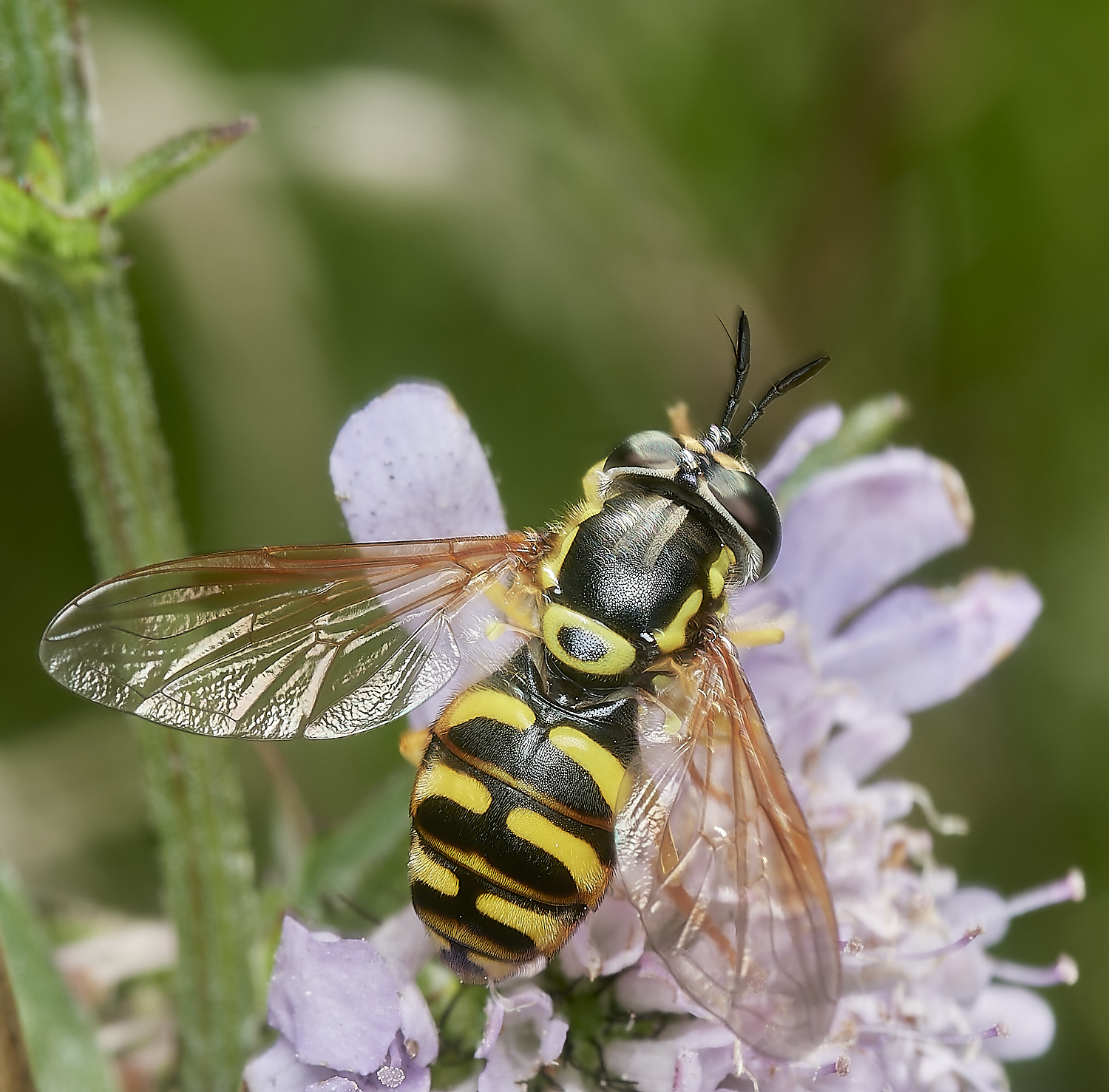 CranwichHoverfly090823-1-NEF_DxO_DeepPRIME