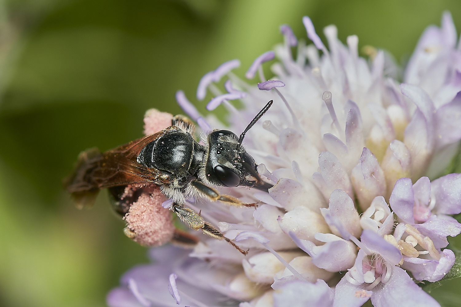 CranwichLargeScabiousMiningBee090823-1-NEF_DxO_DeepPRIME