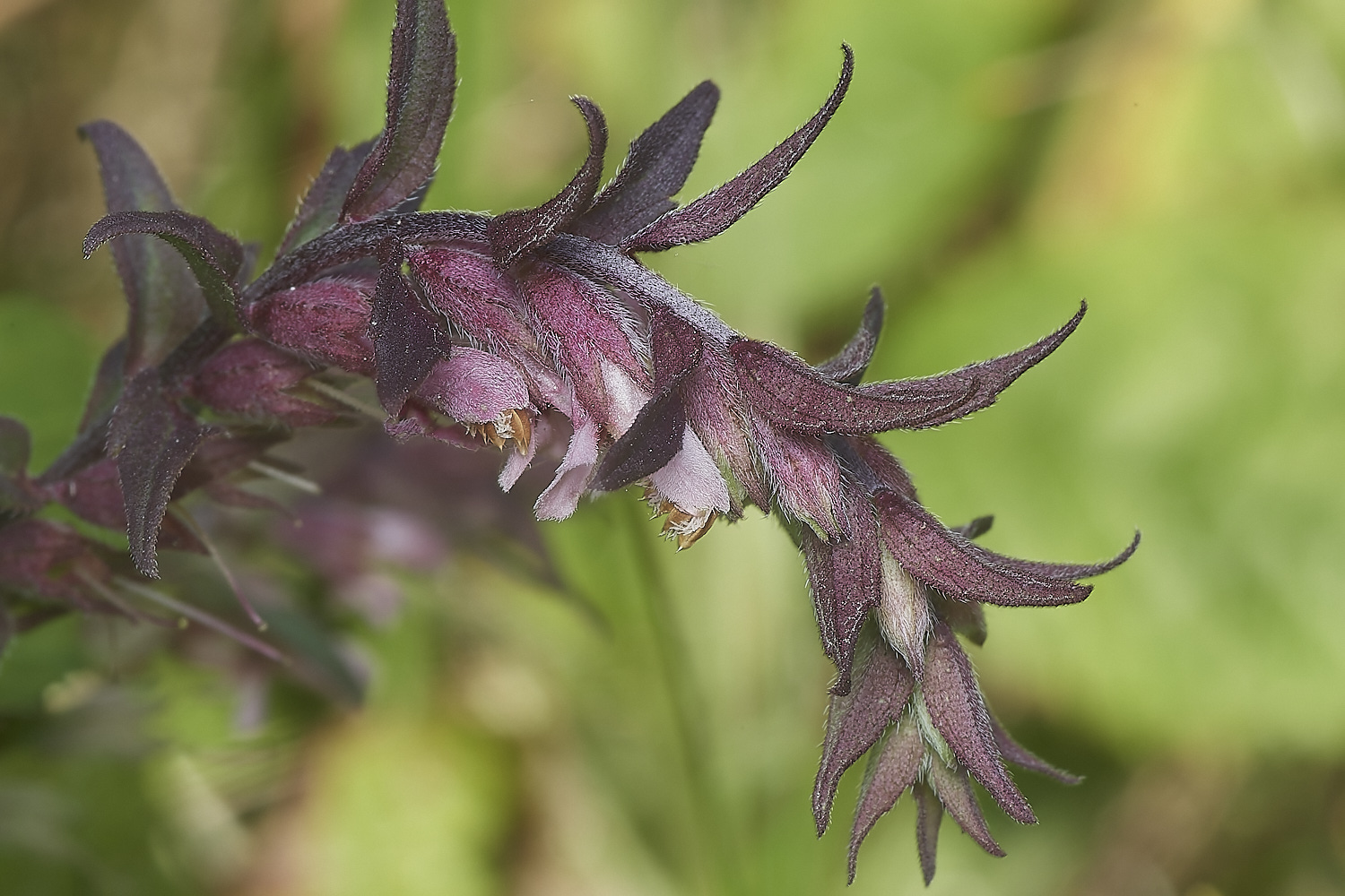 CranwichRedBartsia090823-1-NEF_DxO_DeepPRIME