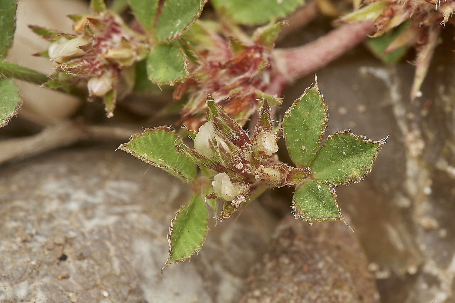 CranwichRoughClover090823-1-NEF_DxO_DeepPRIME