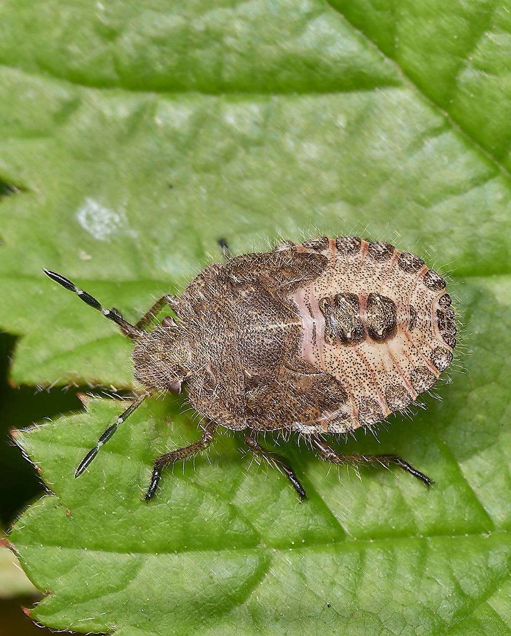 CranwichShieldBug090823-1-NEF_DxO_DeepPRIME