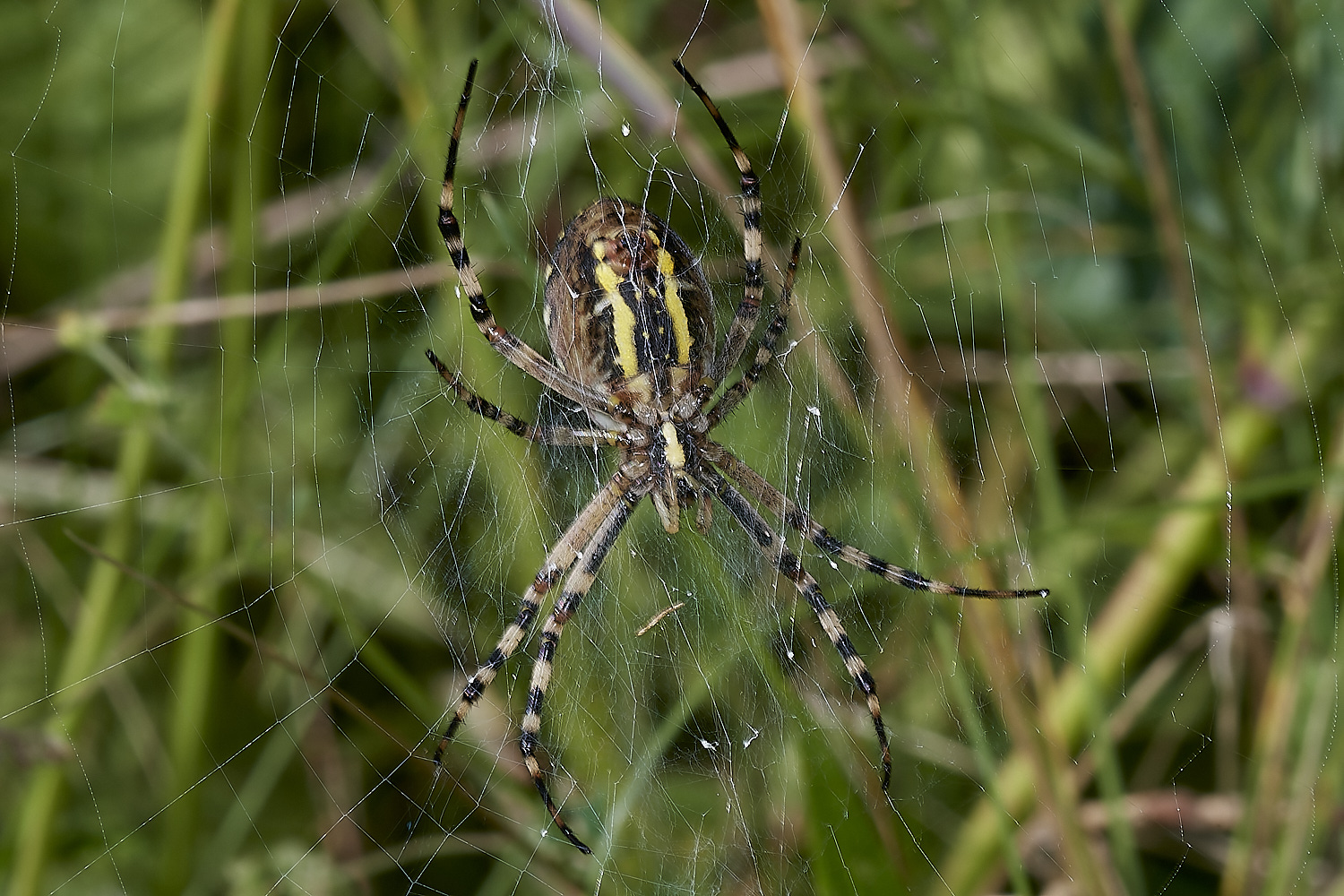 CranwichWaspSpider090823-1-NEF_DxO_DeepPRIME