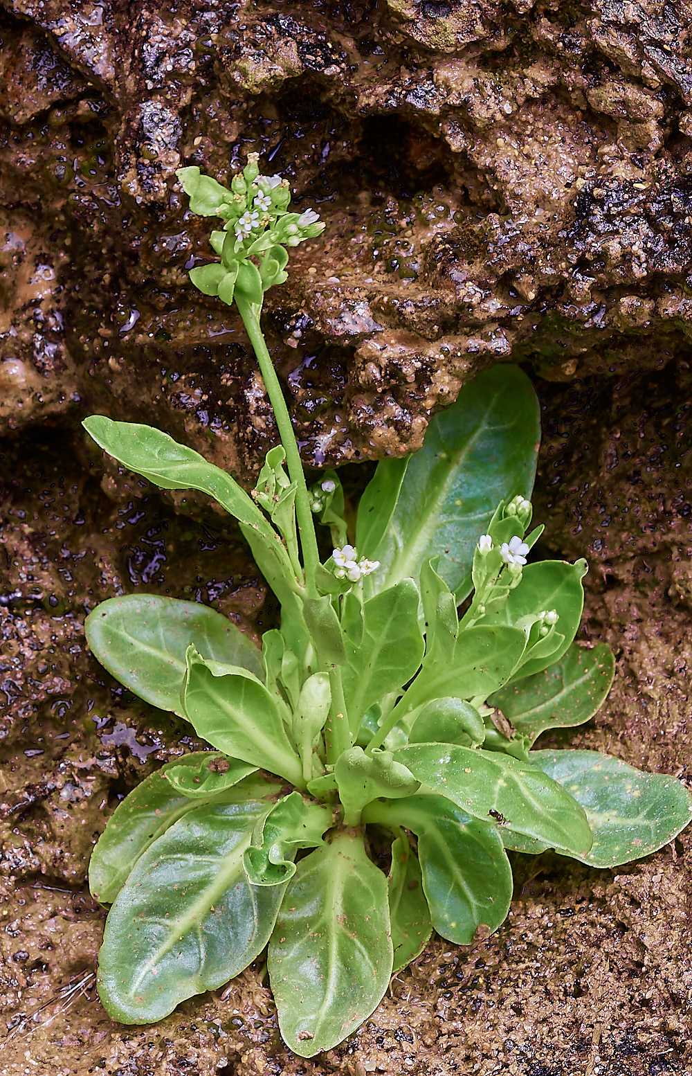 GaraRockFlower2300623-2-NEF_DxO_DeepPRIME