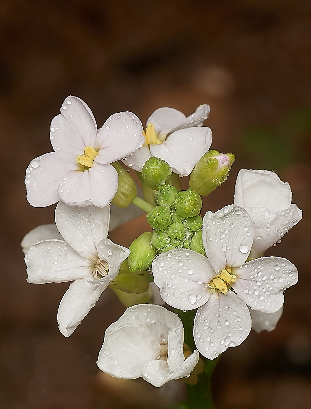 GaraRockFlower300623-1-NEF_DxO_DeepPRIME