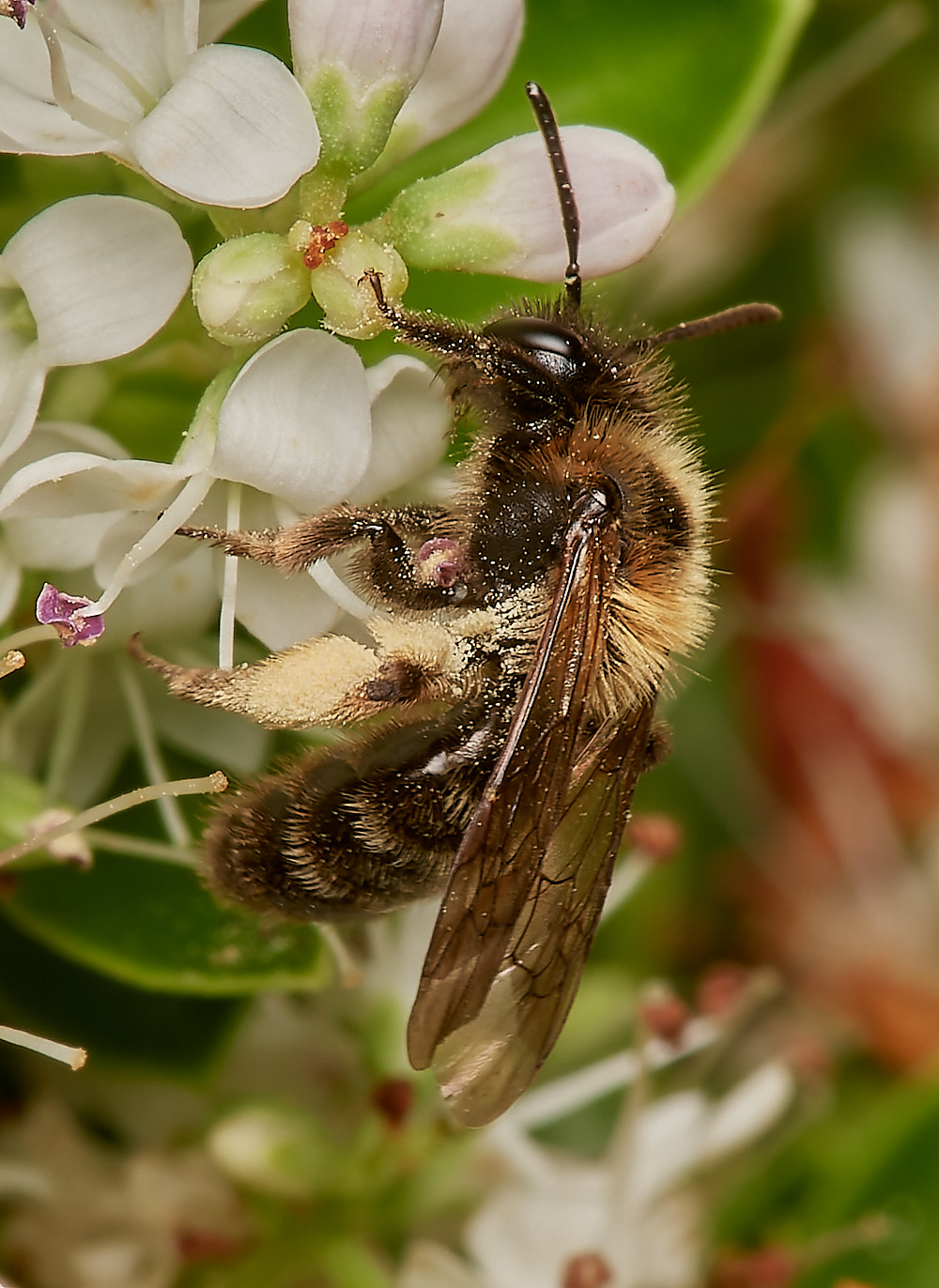 HanworthAndrena100723-2-NEF_DxO_DeepPRIME