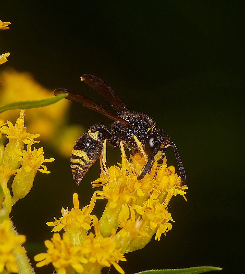 HanworthAparientinus080823-10-NEF_DxO_DeepPRIME