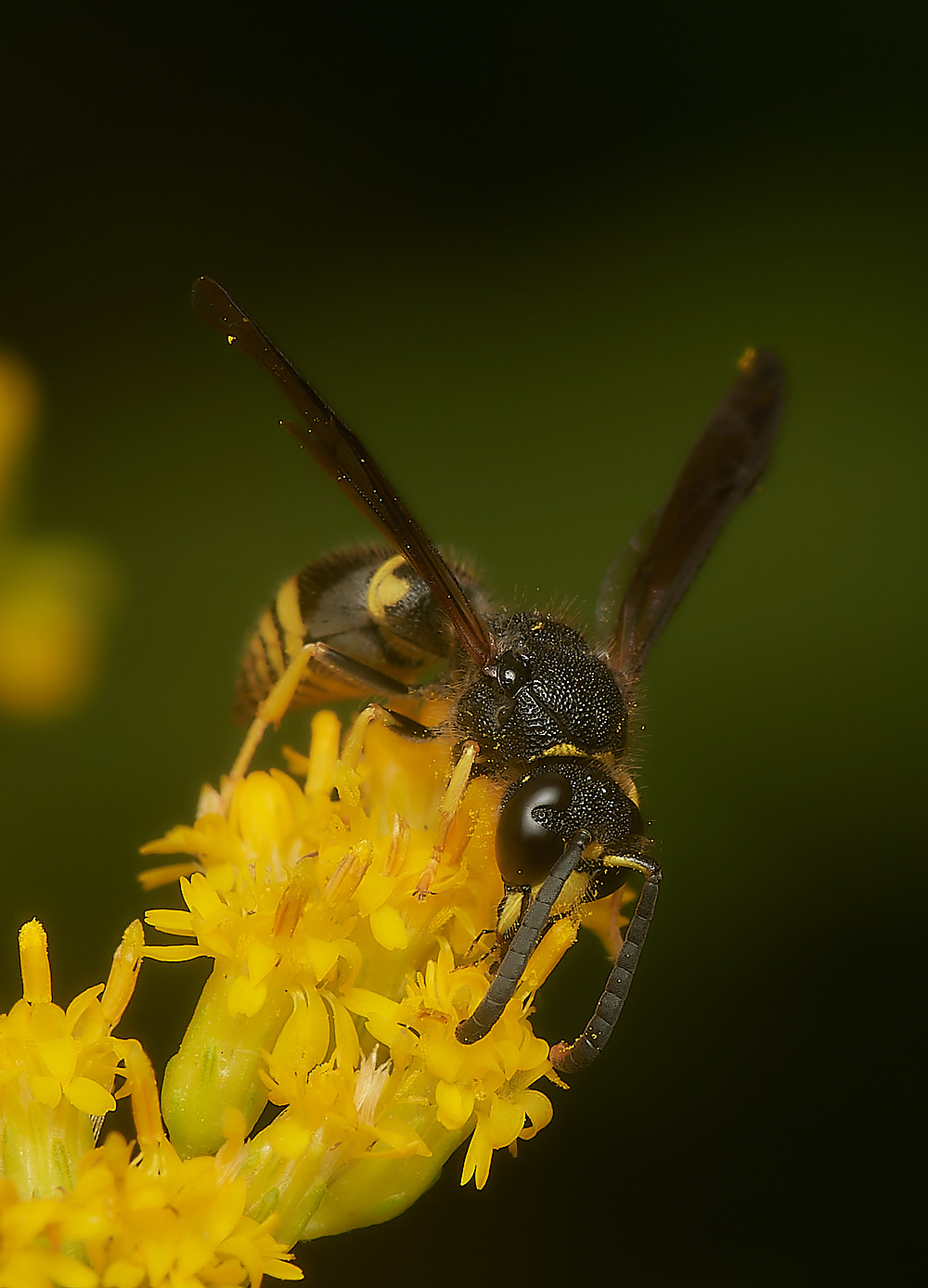 HanworthAparientinus080823-11-NEF_DxO_DeepPRIME