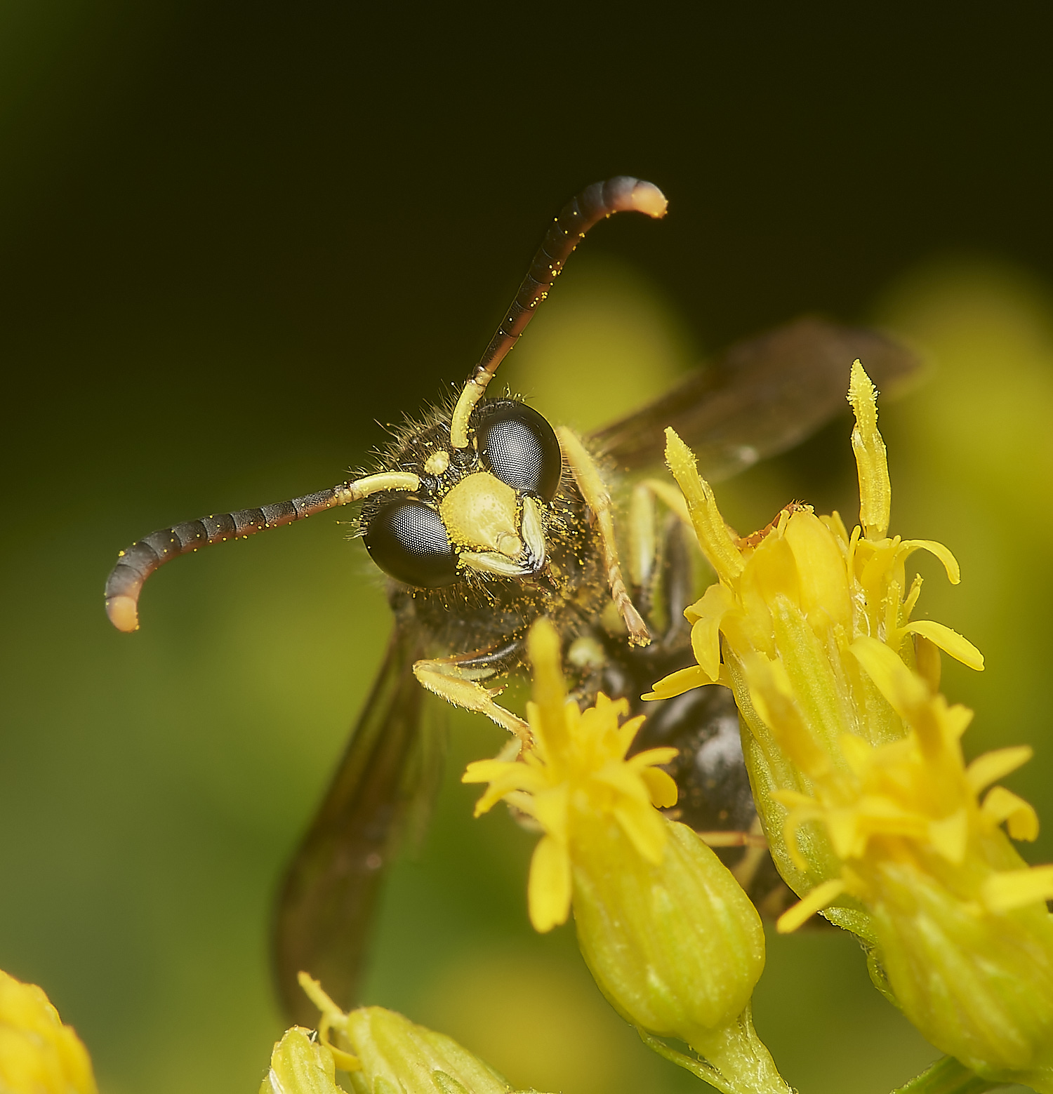 HanworthAparientinus080823-14-NEF_DxO_DeepPRIME