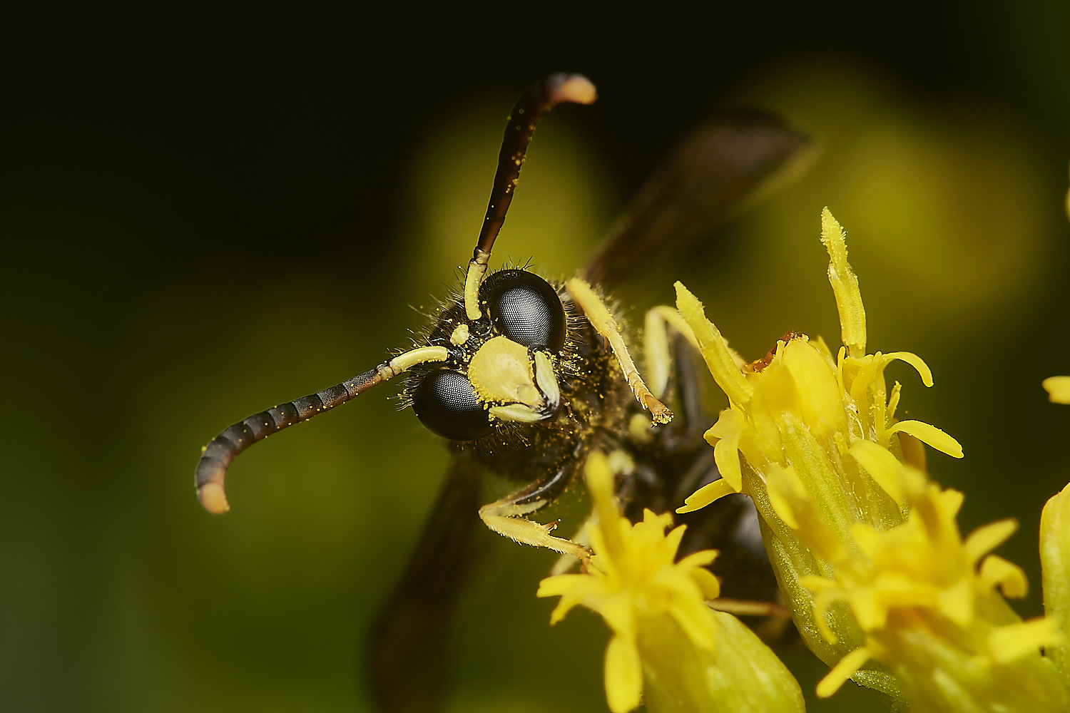 HanworthAparientinus080823-15-NEF_DxO_DeepPRIME