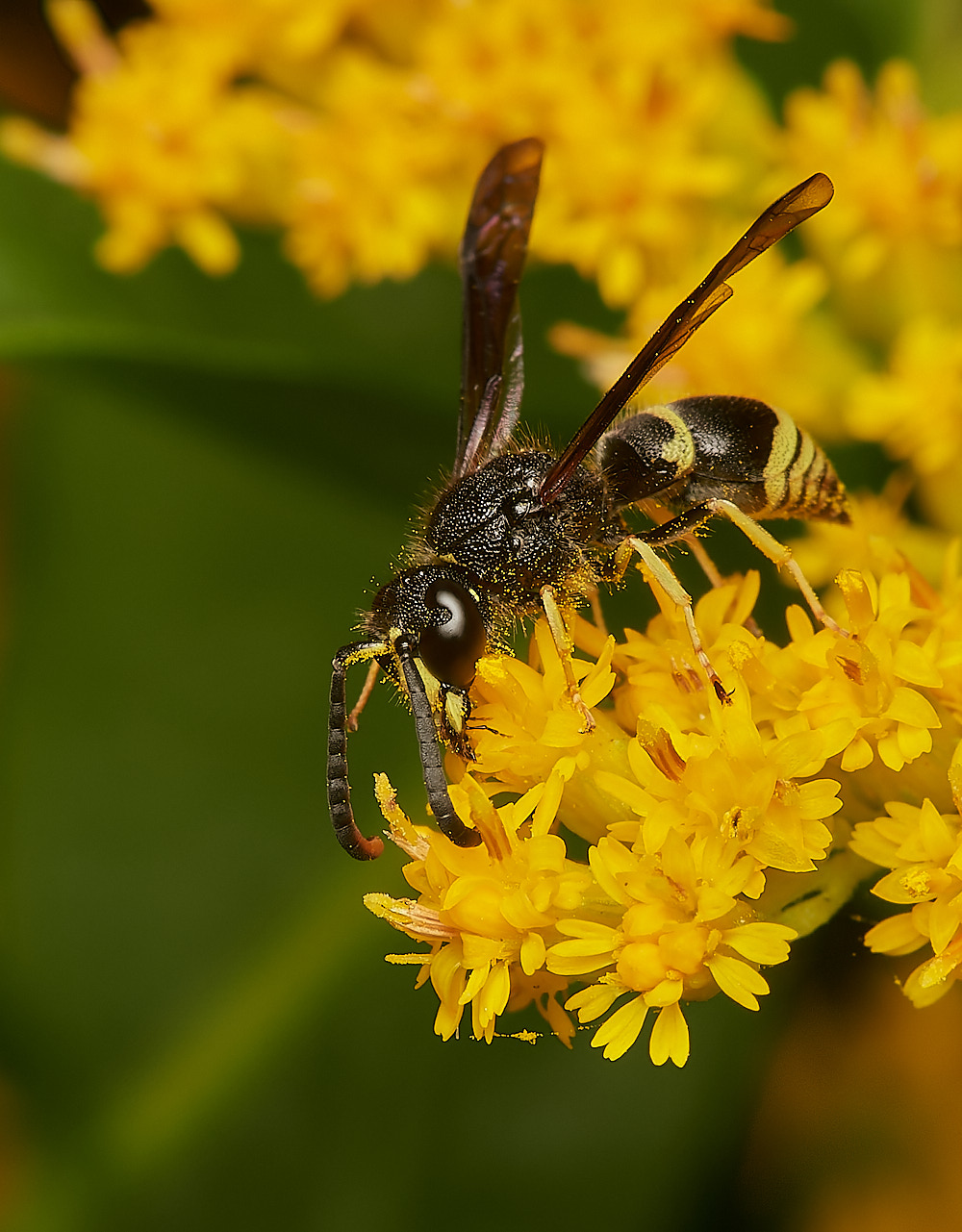 HanworthAparientinus080823-2-NEF_DxO_DeepPRIME