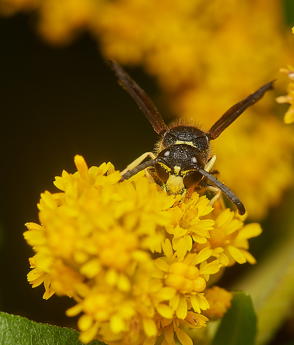 HanworthAparientinus080823-5-NEF_DxO_DeepPRIME