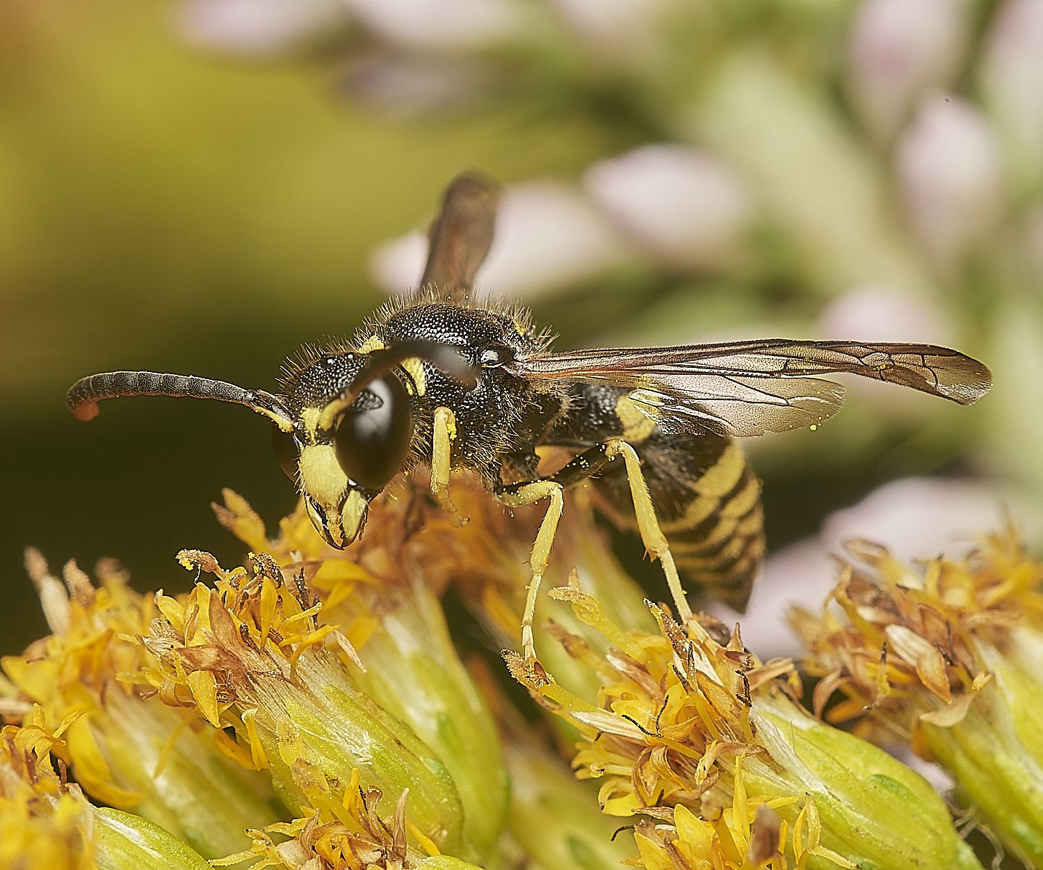 HanworthAparientinus080823-6-NEF_DxO_DeepPRIME