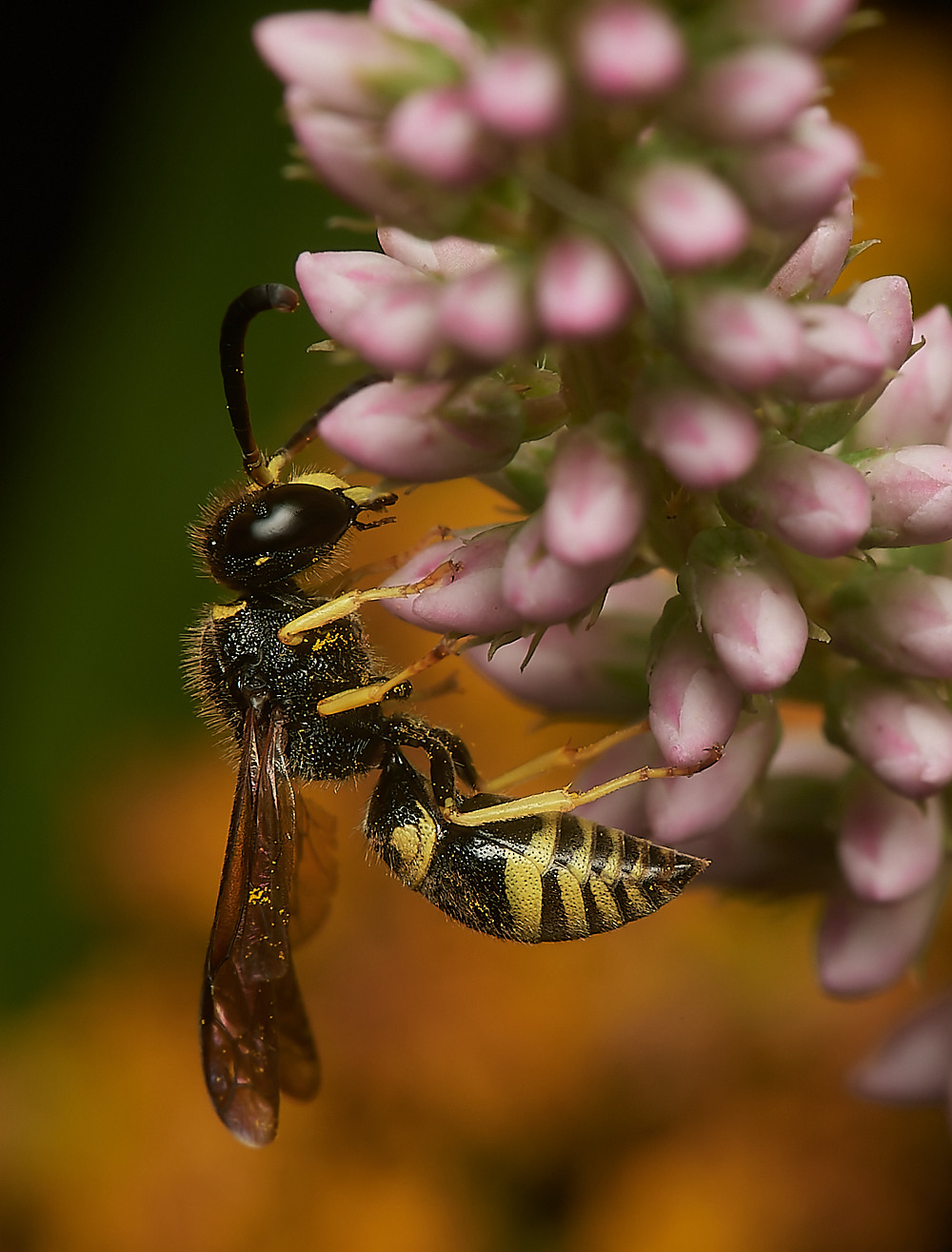 HanworthAparientinus080823-7-NEF_DxO_DeepPRIME