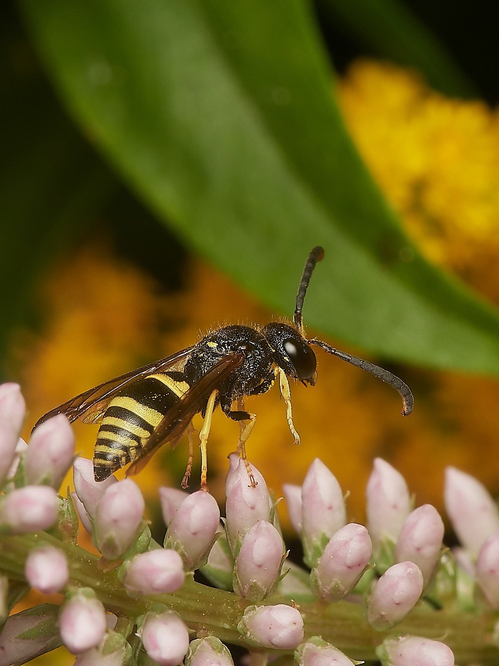 HanworthAparientinus080823-8-NEF_DxO_DeepPRIME