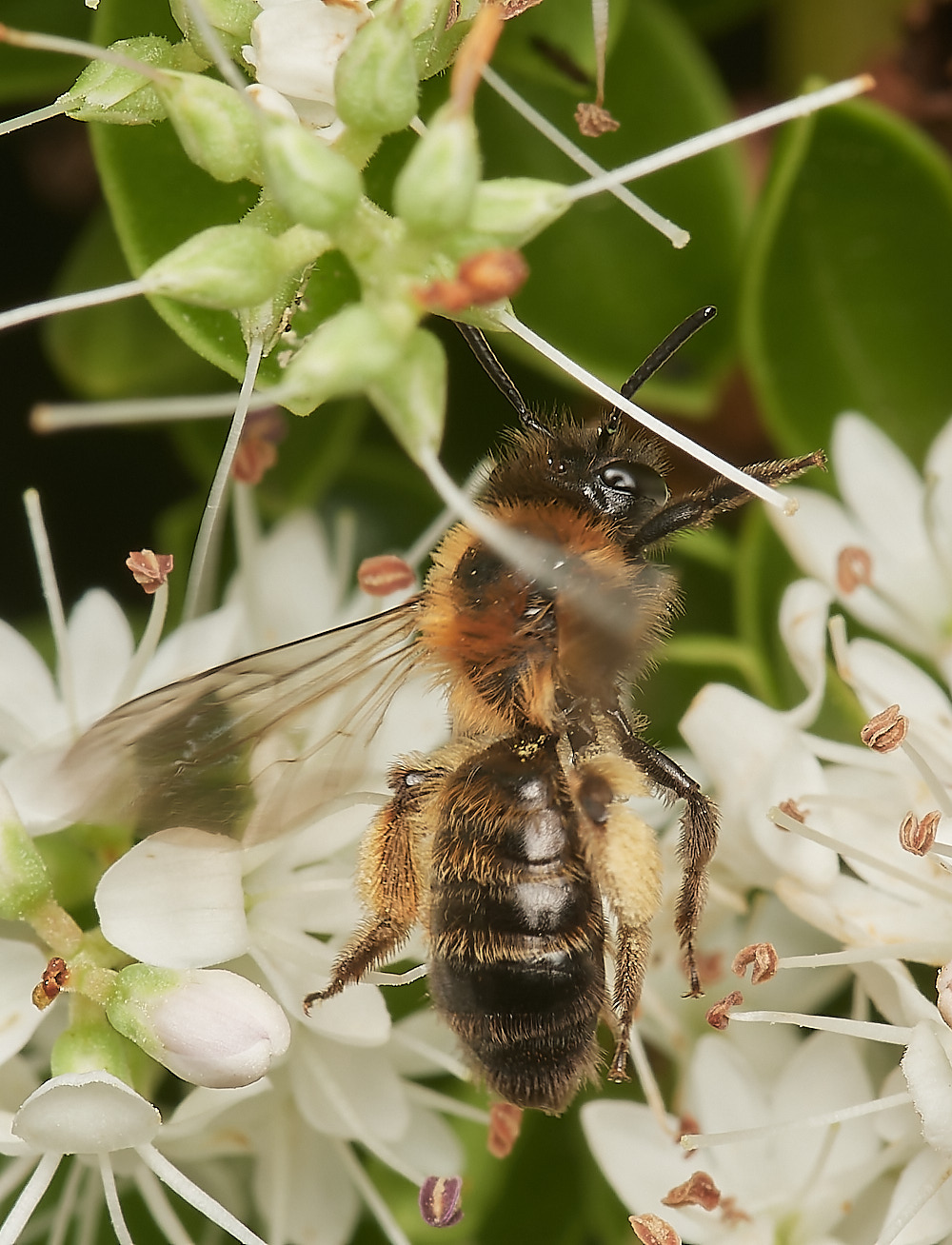 HanworthBee070723-1-NEF_DxO_DeepPRIME