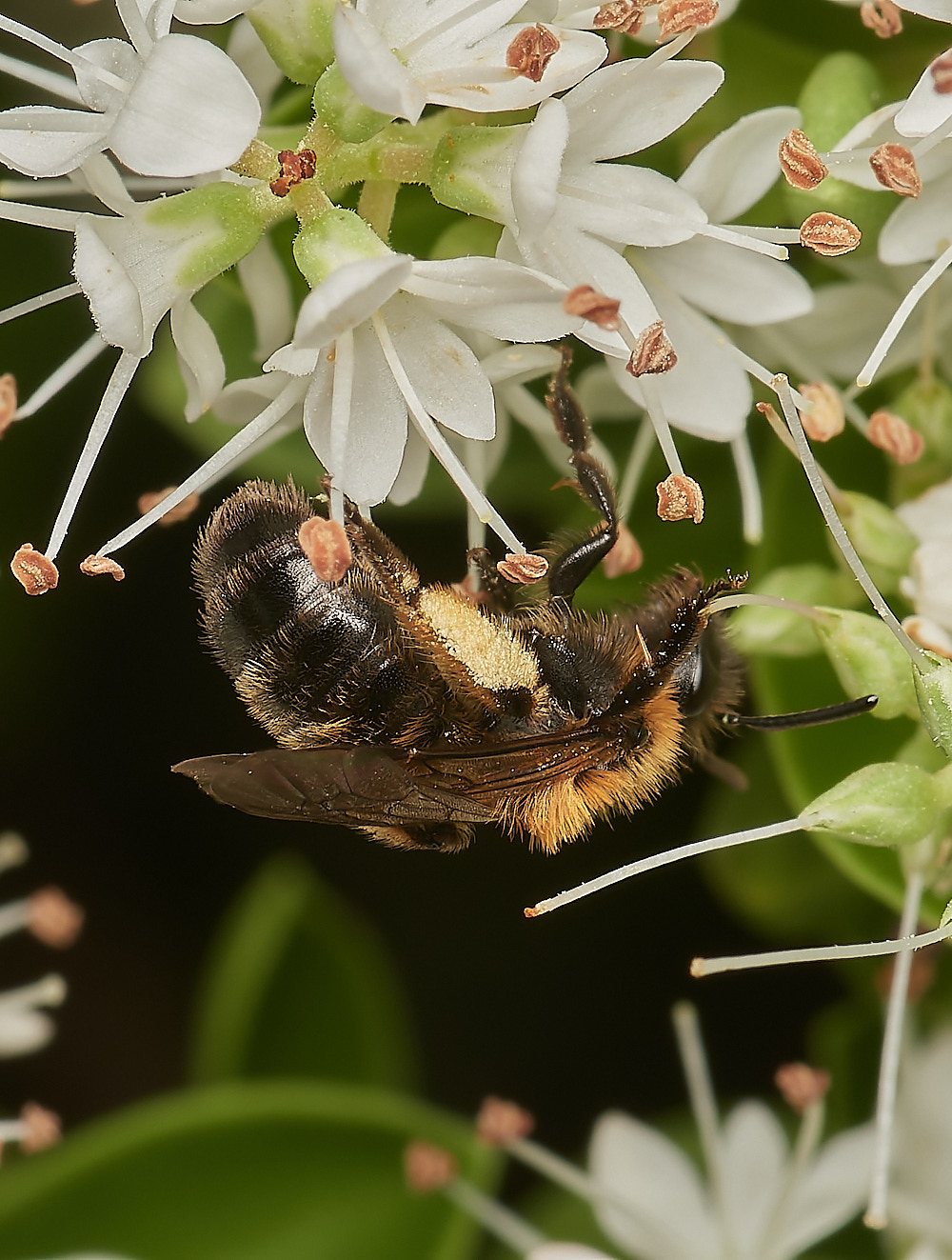 HanworthBee070723-2-NEF_DxO_DeepPRIME