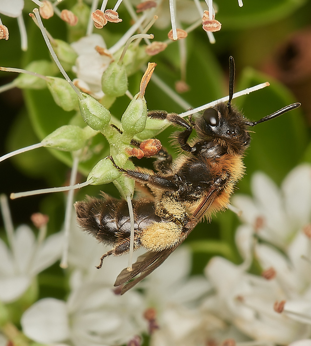 HanworthBee070723-3-NEF_DxO_DeepPRIME