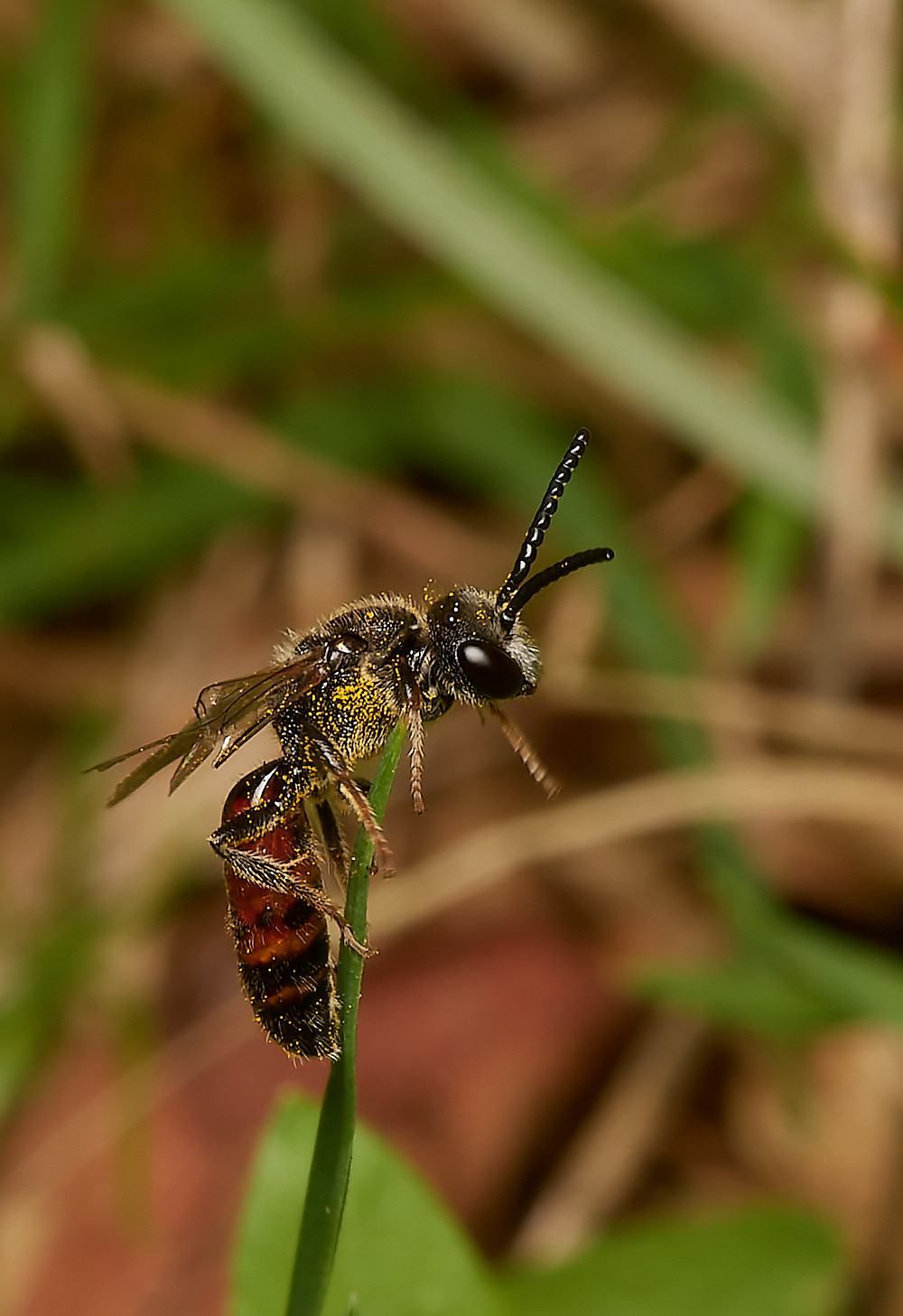 HanworthBee120723-1-NEF_DxO_DeepPRIME