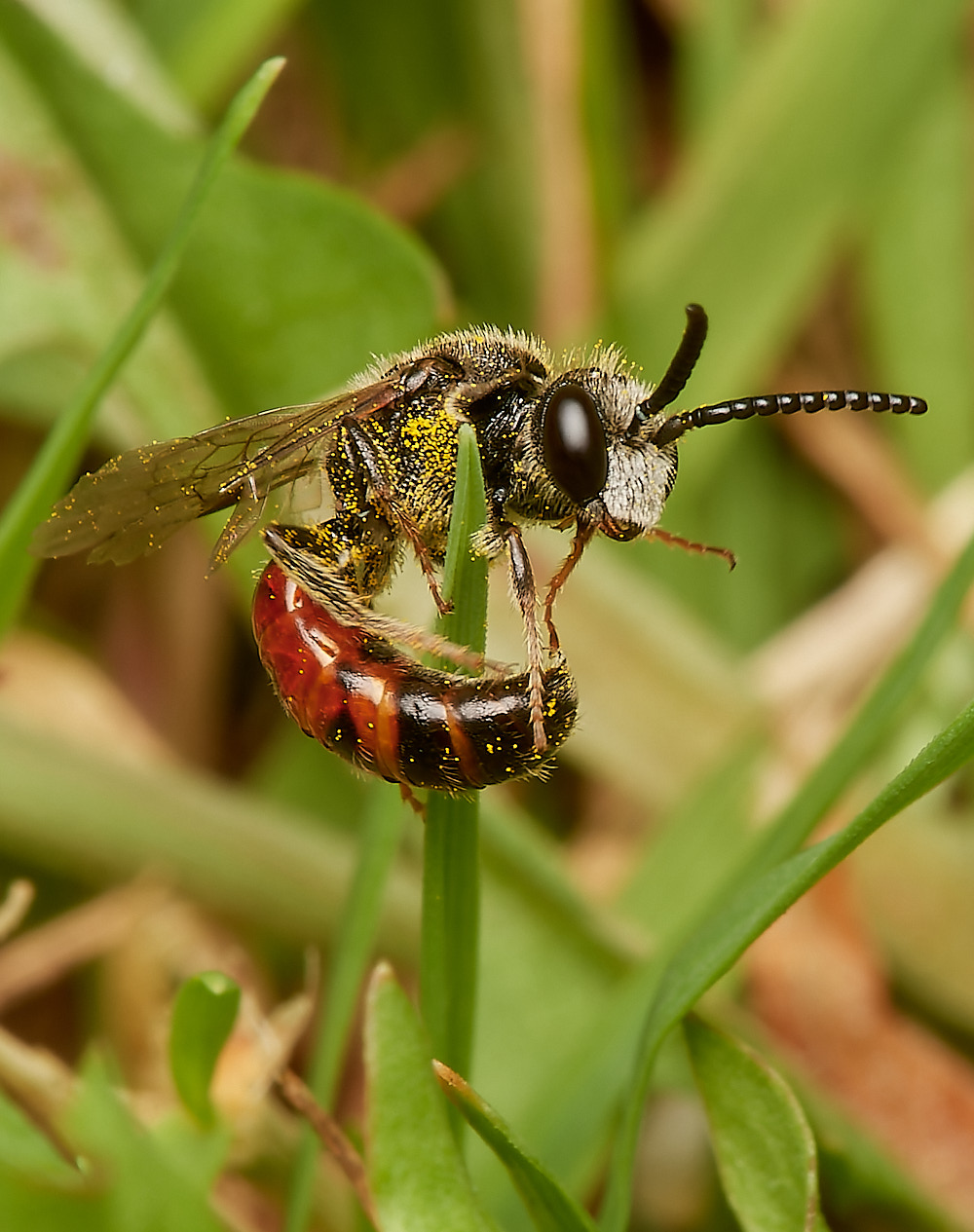 HanworthBee120723-2-NEF_DxO_DeepPRIME