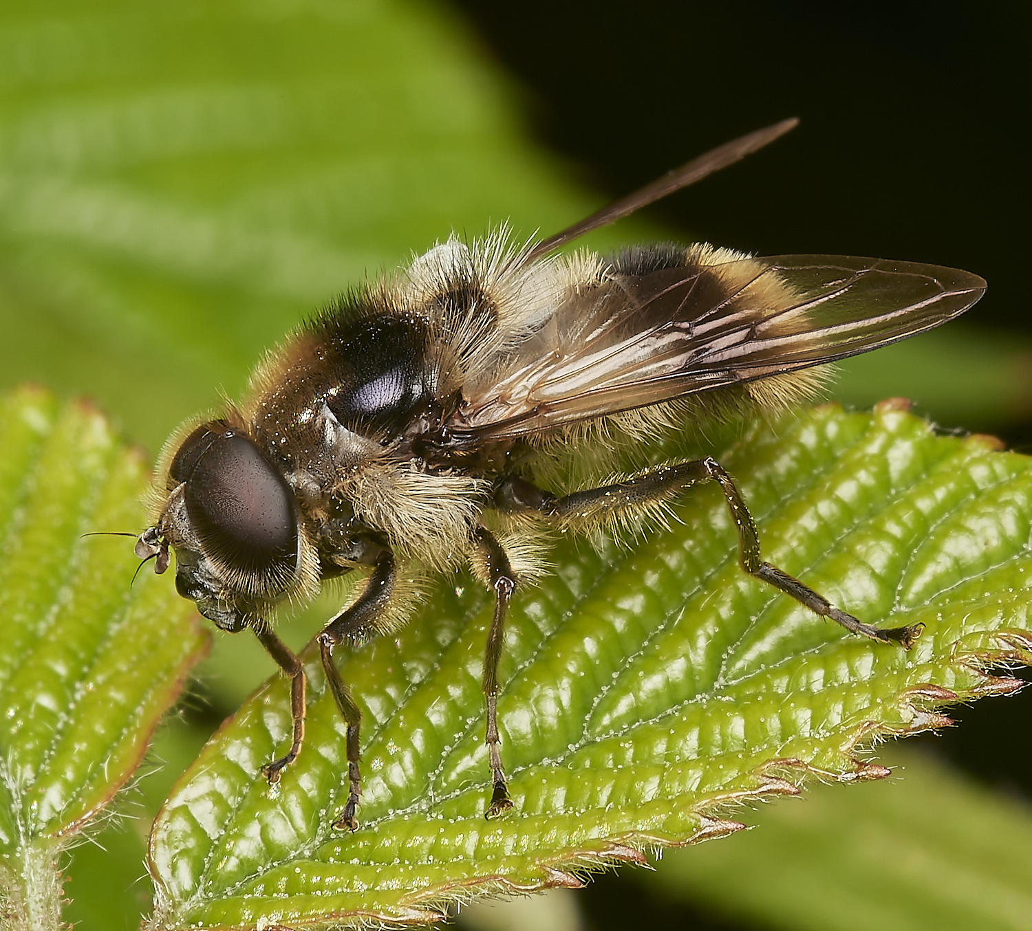 HanworthCheilosia100723-1-NEF_DxO_DeepPRIME