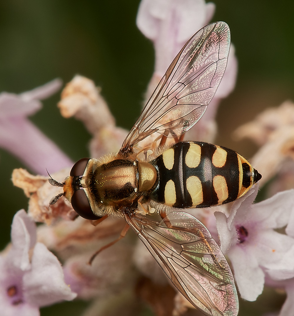 HanworthHover080723-1-NEF_DxO_DeepPRIME