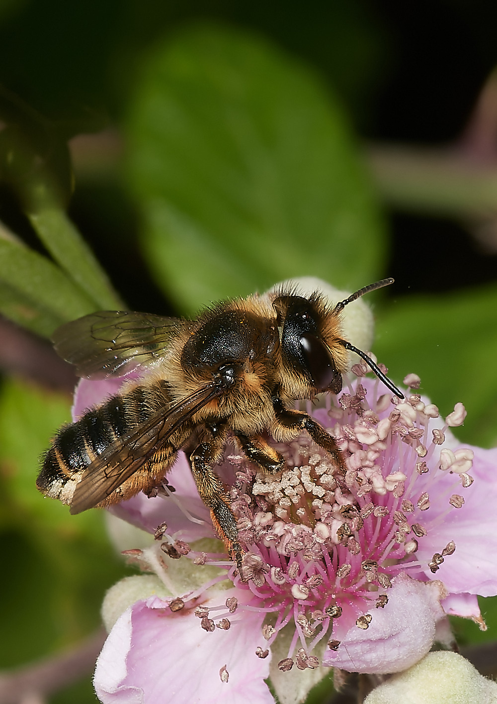 HanworthMegachile070723-1-NEF_DxO_DeepPRIME