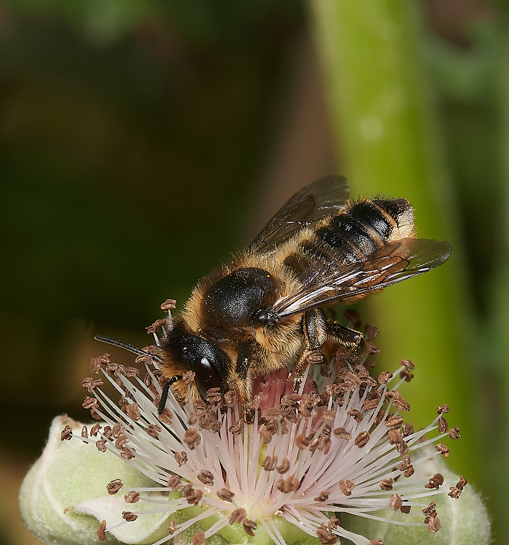 HanworthMegachile070723-11-NEF_DxO_DeepPRIME