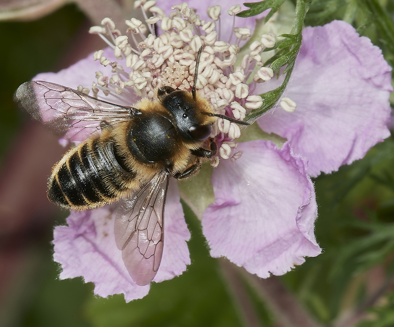 HanworthMegachile070723-2-NEF_DxO_DeepPRIME 1