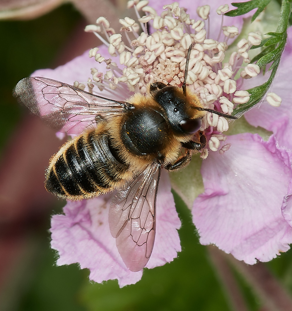 HanworthMegachile070723-2-NEF_DxO_DeepPRIME