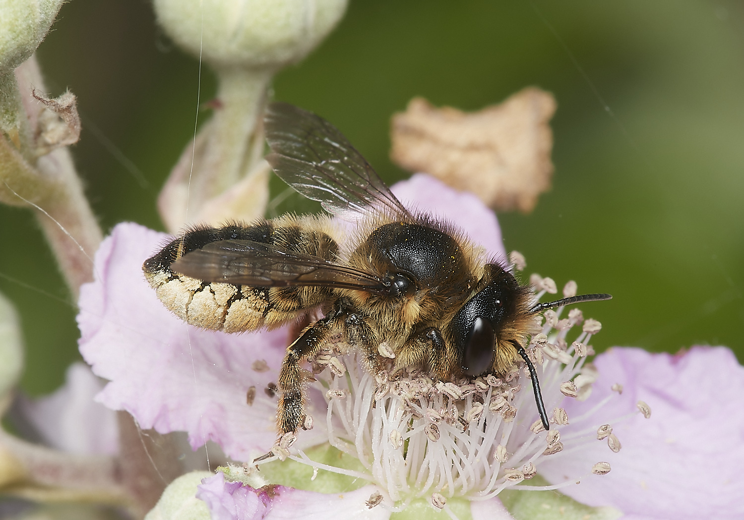 HanworthMegachile070723-4-NEF_DxO_DeepPRIME 1