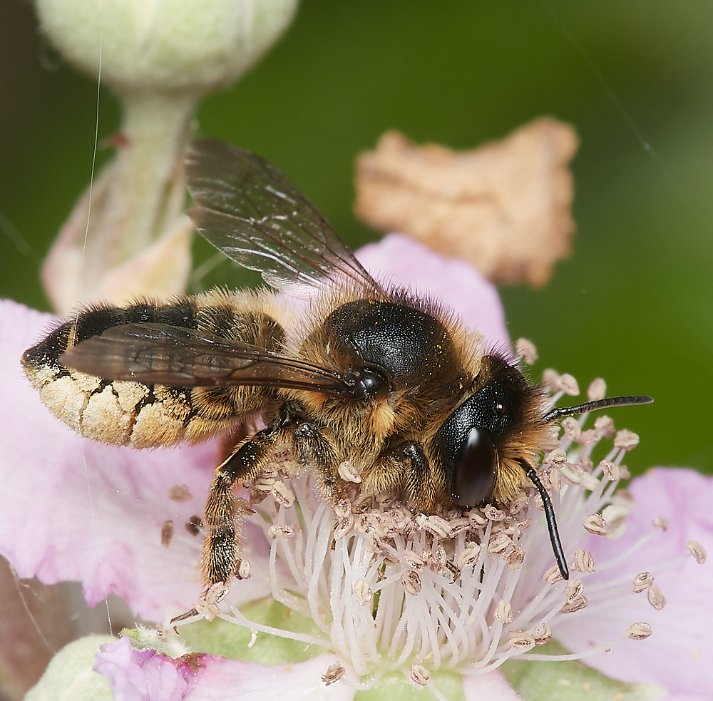 HanworthMegachile070723-4-NEF_DxO_DeepPRIME