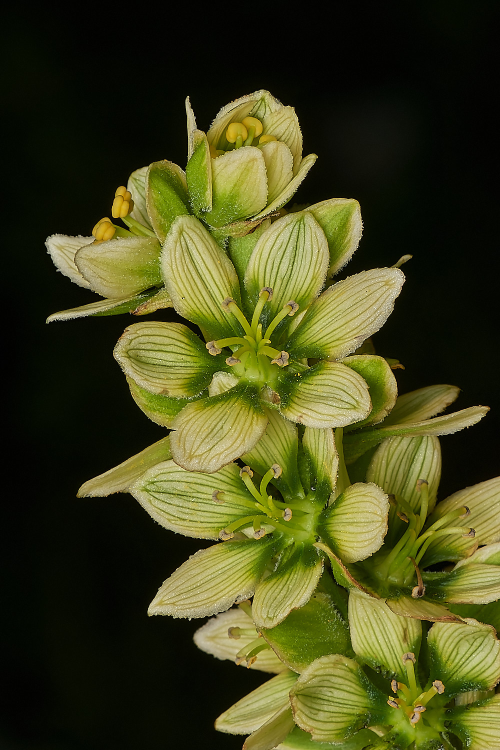 HanworthSneezewort040723-2-NEF_DxO_DeepPRIME