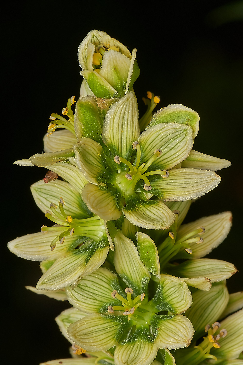 HanworthSneezewort040723-3-NEF_DxO_DeepPRIME