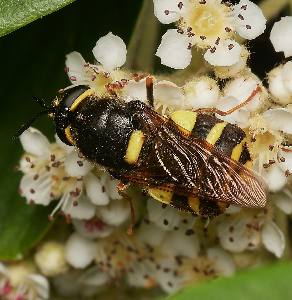 HanworthSoldierFly070723-1-NEF_DxO_DeepPRIME