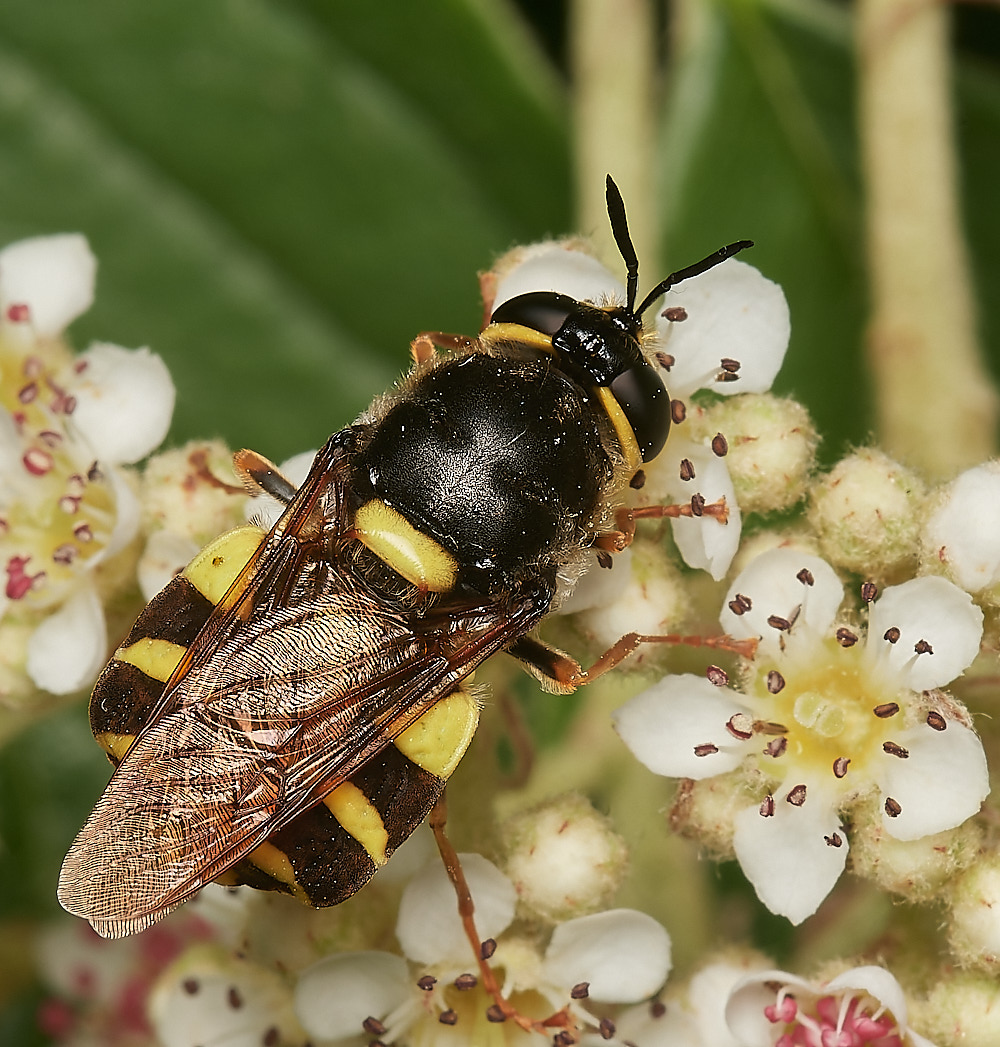 HanworthSoldierFly070723-2-NEF_DxO_DeepPRIME