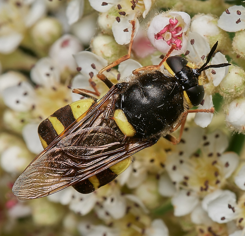 HanworthSoldierFly070723-4-NEF_DxO_DeepPRIME