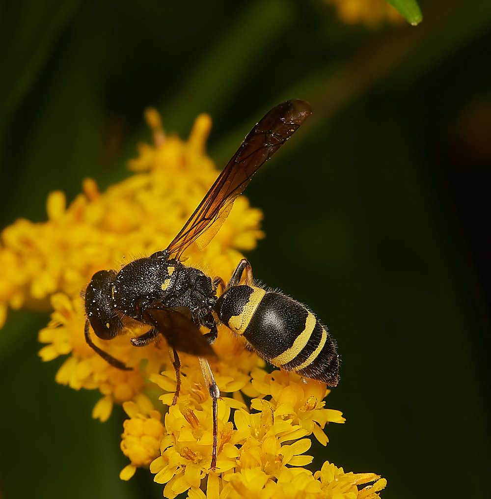 HanworthWasp080823-1-NEF_DxO_DeepPRIME