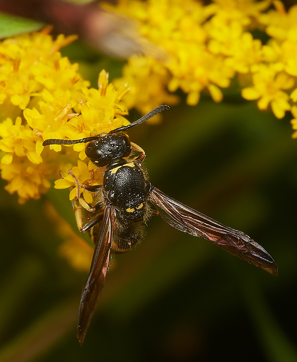 HanworthWasp080823-3-NEF_DxO_DeepPRIME