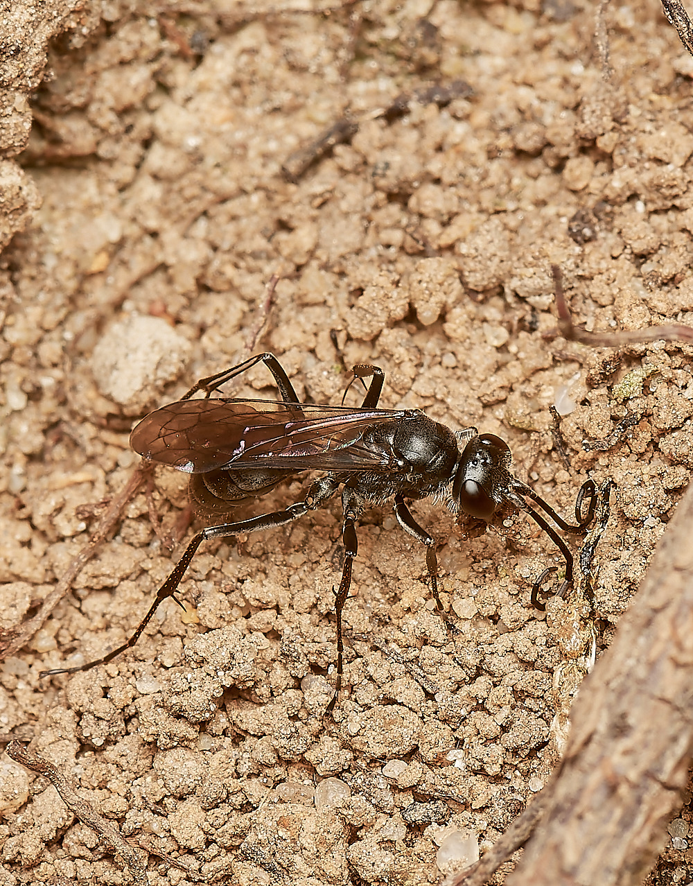 HanworthWasp210623-2-NEF_DxO_DeepPRIME