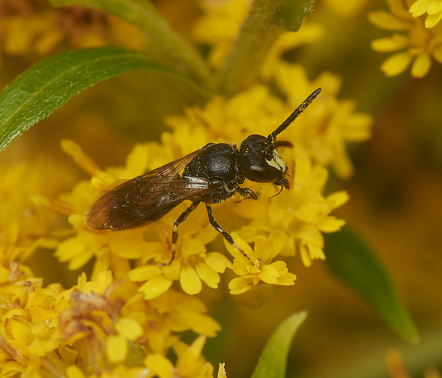 HanworthYellow-faceBee080823-1-NEF_DxO_DeepPRIME